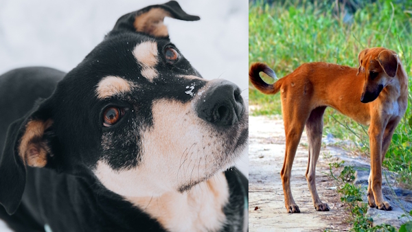 Rabies Outbreak Manipur