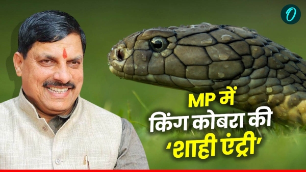 King Cobra s royal entry in MP from Mangalore two royal tigers will go in return - CM Mohan Yadav King Cobra s royal entry in MP from Mangalore two royal tigers will go in return - CM Mohan Yadav