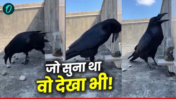 Viral crow video