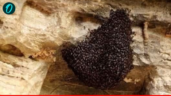 Lalitpur News up officers injured