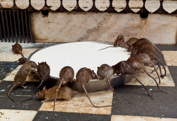 Karni Mata Mandir Deshnok Bikaner Rajasthan Karni Mata Mandir Deshnok Bikaner Rajasthan
