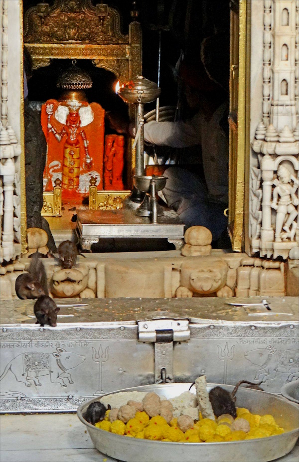 Karni Mata Mandir Deshnok Bikaner Rajasthan Karni Mata Mandir Deshnok Bikaner Rajasthan