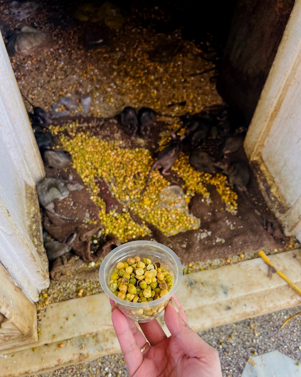 Karni Mata Mandir Deshnok Bikaner Rajasthan Karni Mata Mandir Deshnok Bikaner Rajasthan