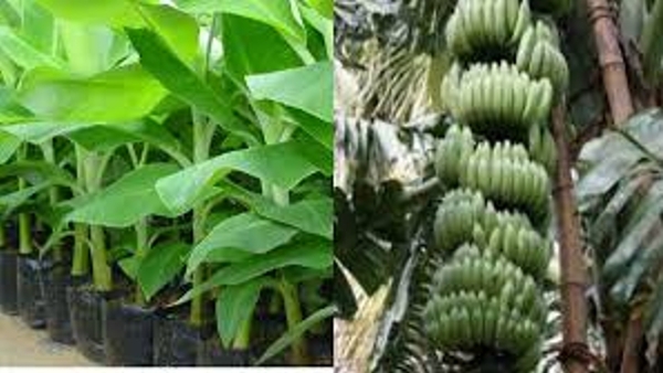 Bihar's Banana Production Triples with Modern Techniques