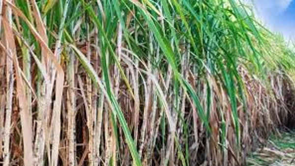 Bihar Sugar Industry Advances with Ethanol Production