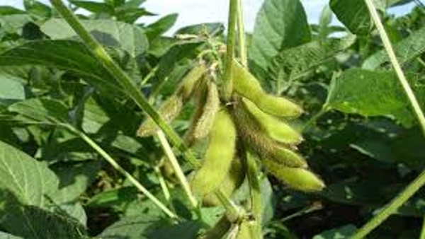 Key Agricultural Tips for July and August