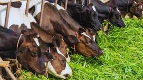Free Feed for Flood-Affected Animals in Bihar