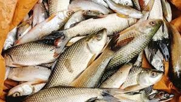 New Fish Farming Scheme for SC/ST Farmers