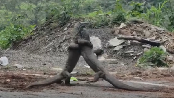 Ranthambore Sawai Madhopur Rajasthan