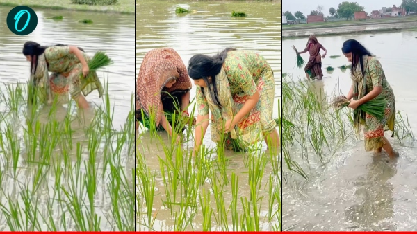 MP priya saroj joins rice planting