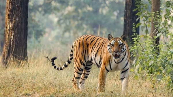 Madhya Pradesh's Commitment to Tiger Conservation