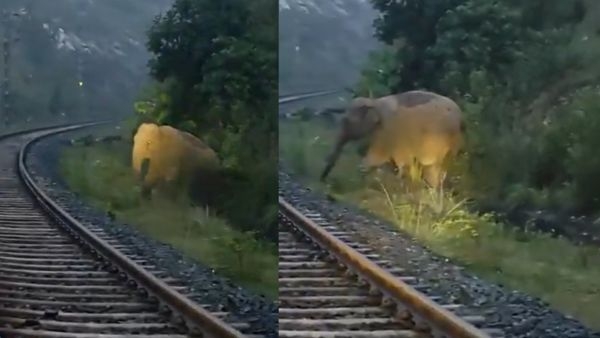 Elephant Deliver Calf