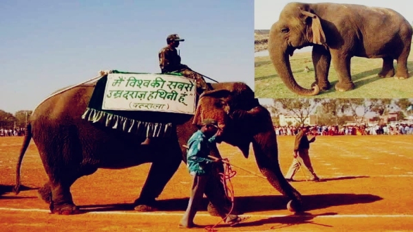 Panna Tiger Reserve pride Vatsala passed away World oldest elephant breathed her last Panna Tiger Reserve pride Vatsala passed away World oldest elephant breathed her last