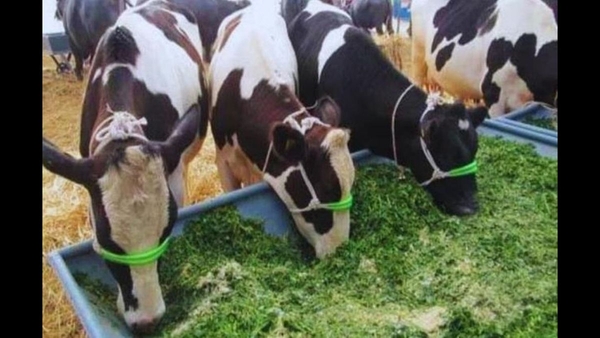 Bihar Supports Flood-Affected Livestock with Feed