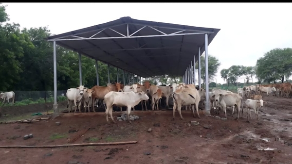Gaudham Scheme Enhances Rural Livelihoods in Chhattisgarh