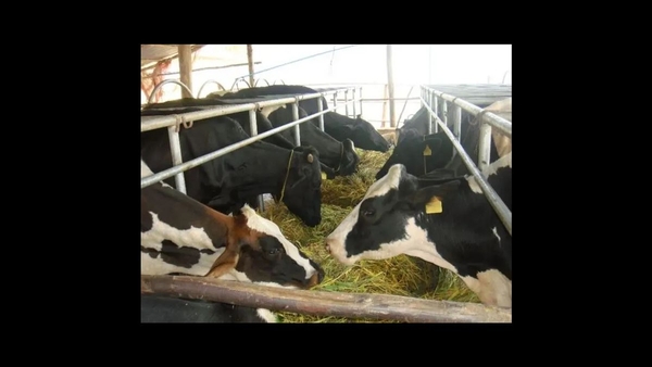 Bihar's Livestock Mission Boosts Rural Employment