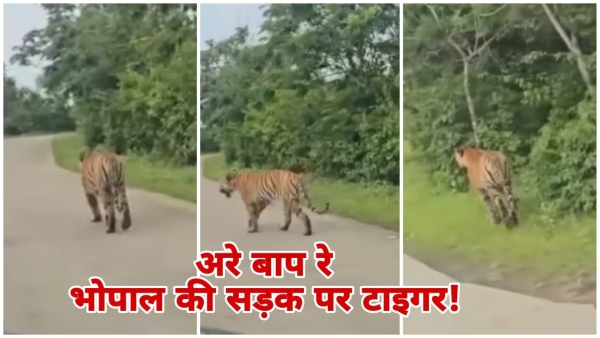 Tiger seen on road in Bhopal video of tiger near Sanskar Valley School goes viral Tiger seen on road in Bhopal video of tiger near Sanskar Valley School goes viral