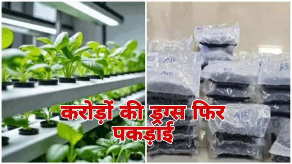 DRI sensational action hydroponic weed drugs worth Rs 72 crore seized 5 smugglers arrested