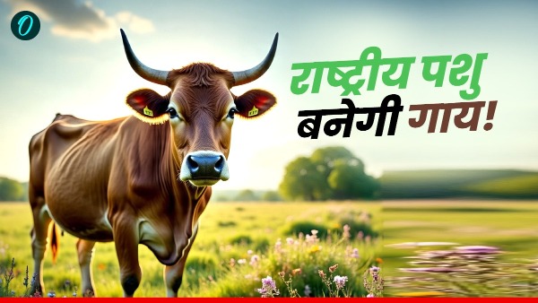 will-cow-become-indias-national-animal will-cow-become-indias-national-animal