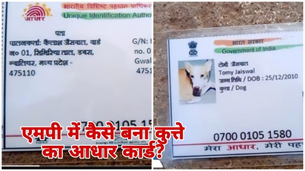 Aadhar card of dog in Gwalior MP unique identity of Tommy Jaiswal will also be in voter list Aadhar card of dog in Gwalior MP unique identity of Tommy Jaiswal will also be in voter list