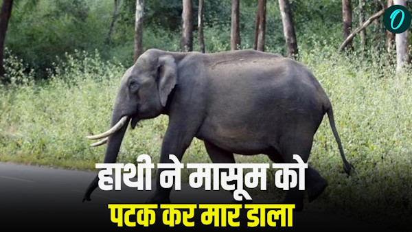 Dehradun News elephant dragged innocent child riding scooter with parents trunk trampled death Dehradun News elephant dragged innocent child riding scooter with parents trunk trampled death