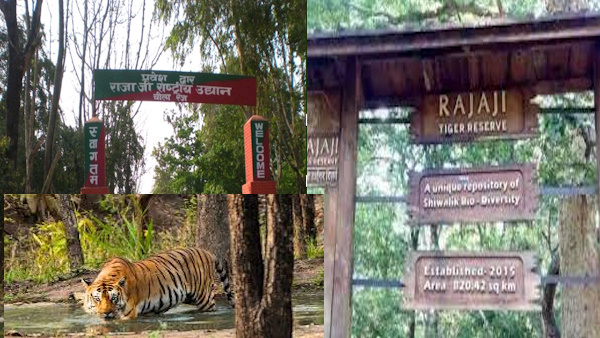 UK NEWS Good news jungle safari adventure wildlife lovers gates Rajaji Tiger Reserve open UK NEWS Good news jungle safari adventure wildlife lovers gates Rajaji Tiger Reserve open
