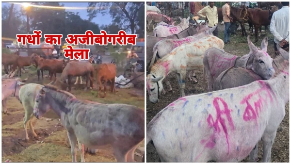 Donkey fair Bids by Tejaswi Owaisi Pushpa find out how powerful it is a unique tradition Donkey fair Bids by Tejaswi Owaisi Pushpa find out how powerful it is a unique tradition