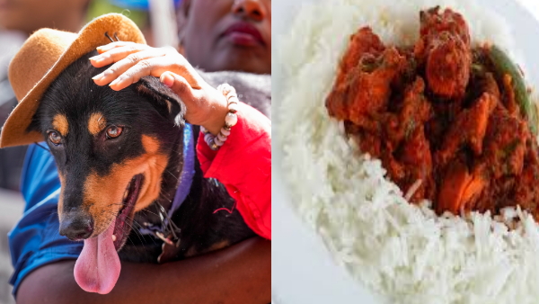 Bengaluru Street Dog