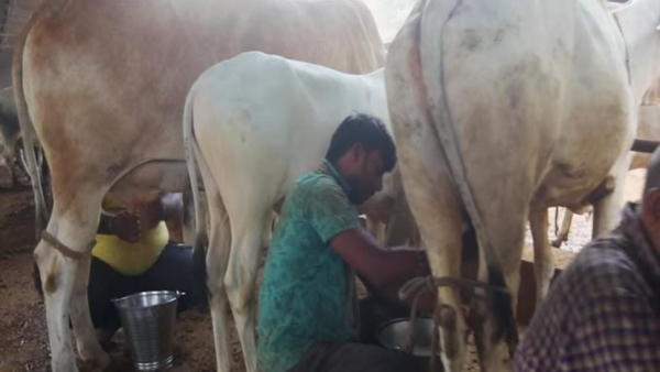 Bhimrao Ambedkar Kamdhenu and CM Dairy Plus schemes have transformed lives of milk-producing farmers Bhimrao Ambedkar Kamdhenu and CM Dairy Plus schemes have transformed lives of milk-producing farmers