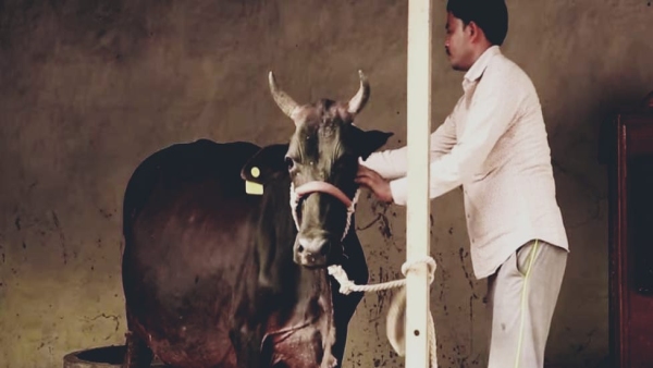 Bhimrao Ambedkar Kamdhenu and CM Dairy Plus schemes have transformed lives of milk-producing farmers Bhimrao Ambedkar Kamdhenu and CM Dairy Plus schemes have transformed lives of milk-producing farmers