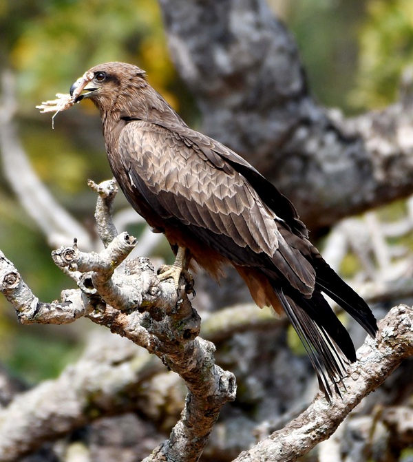 Eagle REPUBLIC DAY Plan Eagle REPUBLIC DAY Plan