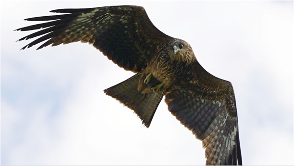 Eagle REPUBLIC DAY Plan Eagle REPUBLIC DAY Plan