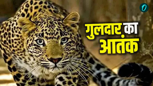 Nainital News Bhimtal School Holiday Leopard Terror DM Orders Schools Closed 3 Days News Hindi Nainital News Bhimtal School Holiday Leopard Terror DM Orders Schools Closed 3 Days News Hindi