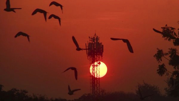 Birds fly during sunrise
