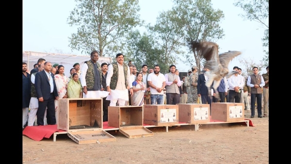 Madhya Pradesh frees five endangered vultures