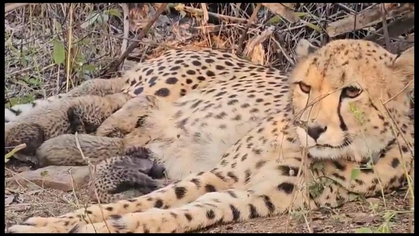 Madhya Pradesh cheetahs mark milestone