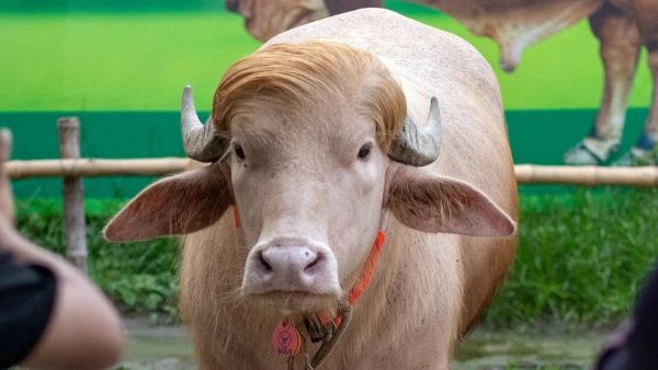 Albino Buffalo Bangladesh Albino Buffalo Bangladesh
