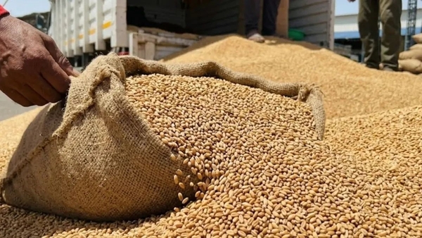 Madhya Pradesh wheat procurement record set