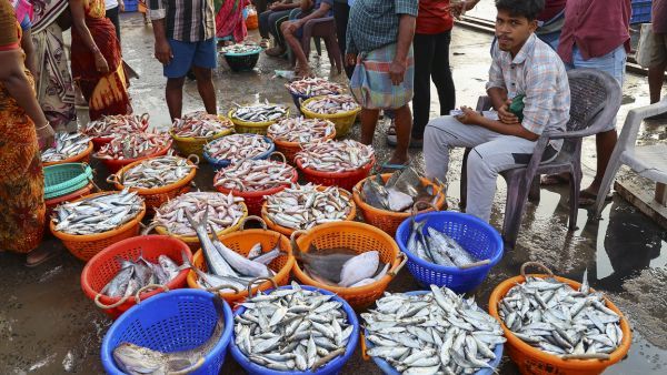 fish shops fish shops