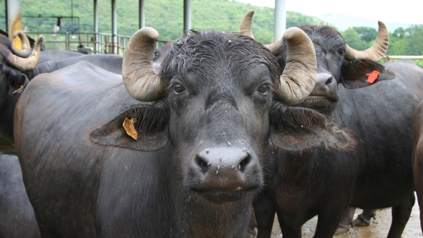 pregnant-buffalo-surgery