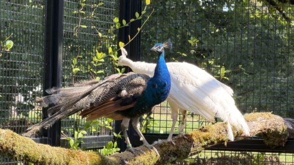 india gifts five peacocks to un geneva