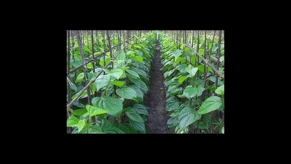 ATMA Boosts Paan Cultivation in Vaishali