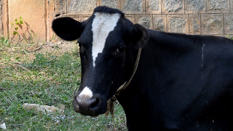 गाय गाय