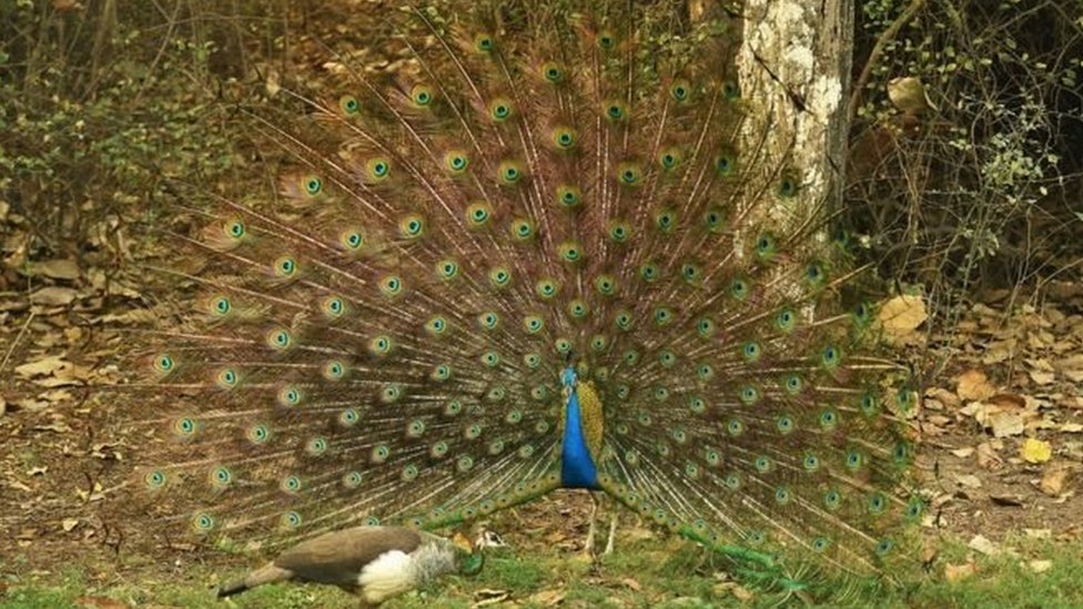 मोर