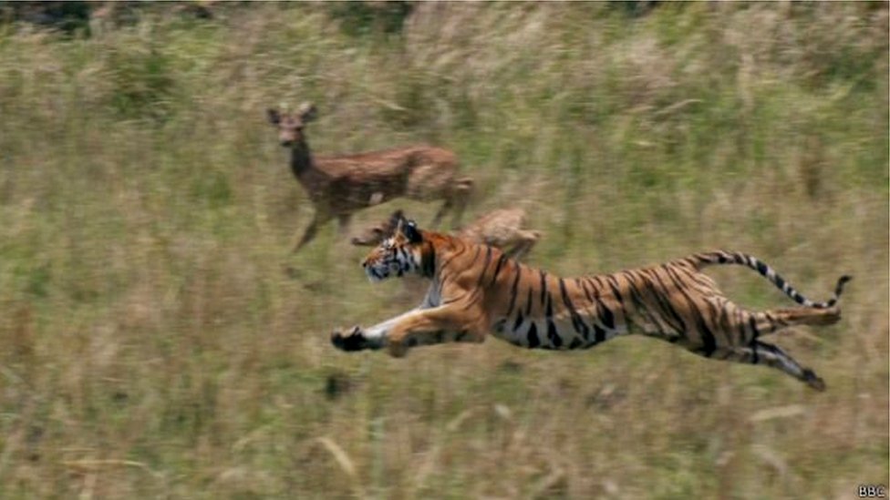 tiger