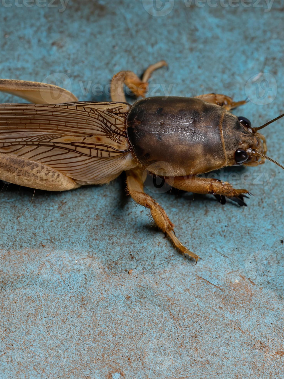 Pooran Insect Image புள்ள பூச்சியை ஏன் அடிக்கக்கூடாதுனு தெரியுமா?