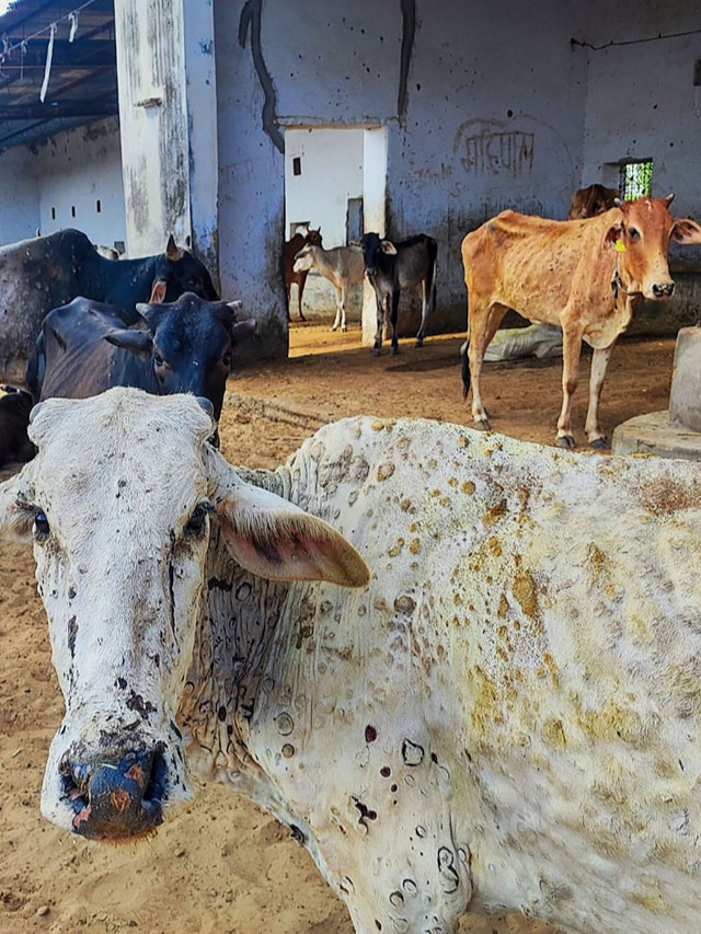 Is it safe to consume milk amidst Lumpy skin disease outbreak?