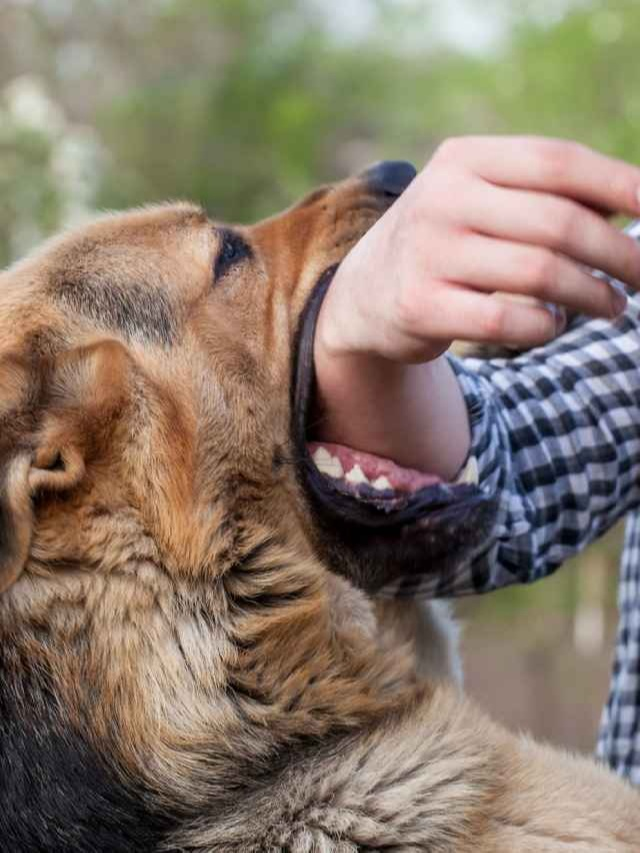 அதிகமாக நாய் கடி பதிவான மாநிலம் எது தெரியுமா