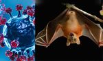Nipah Virus Update: WHO Says No Travel Curbs Needed - How To Know If You’re Infected?
