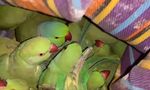 GRP, RPF Rescue 400 Trafficked Parrots From Train, One Detained